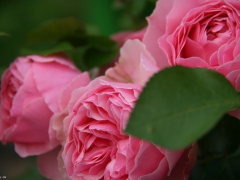 Fragrance Pink
