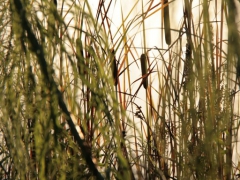 Tiger Reeds